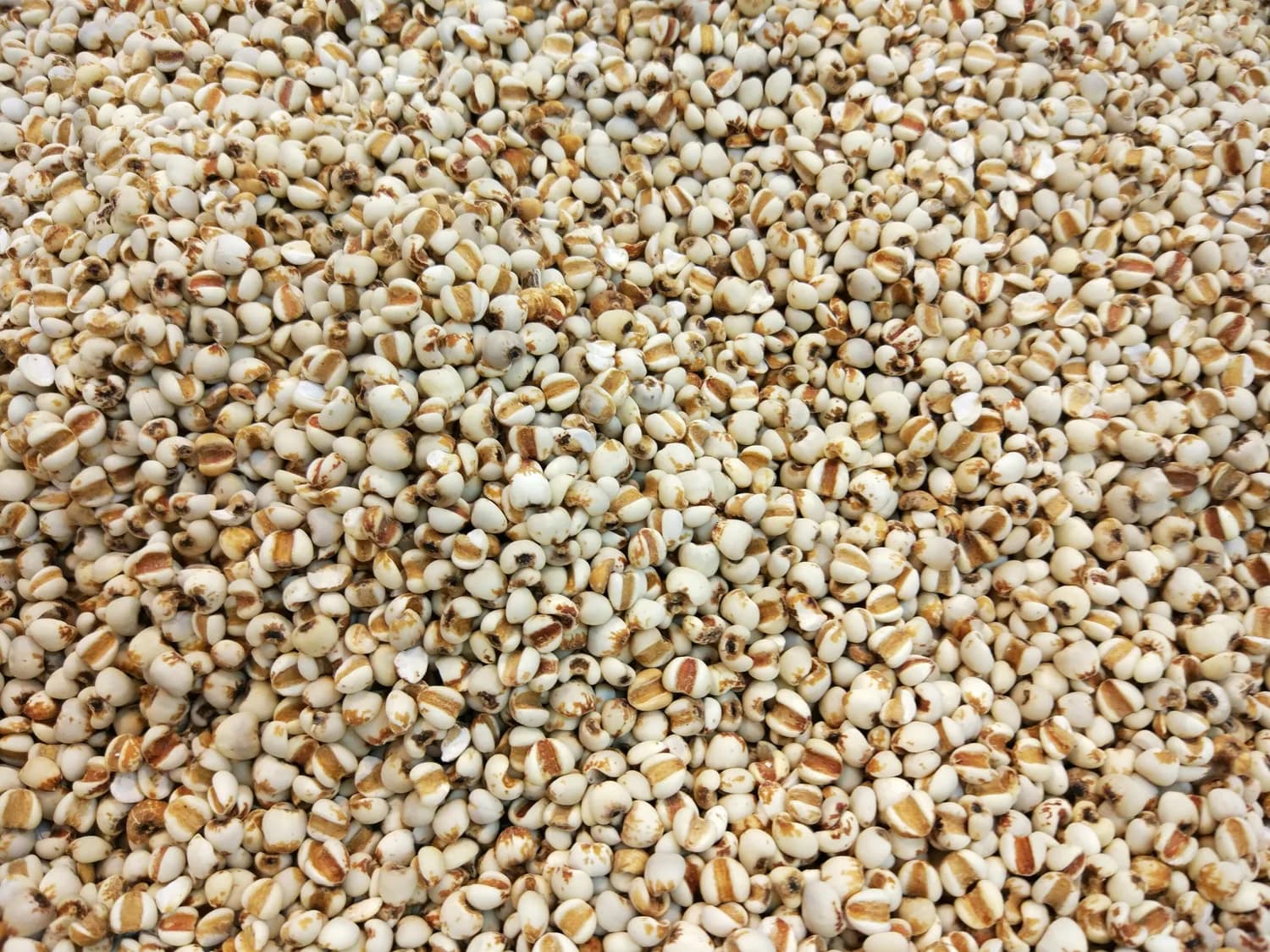 薏米食疗养生全攻略：功效、食谱与注意事项