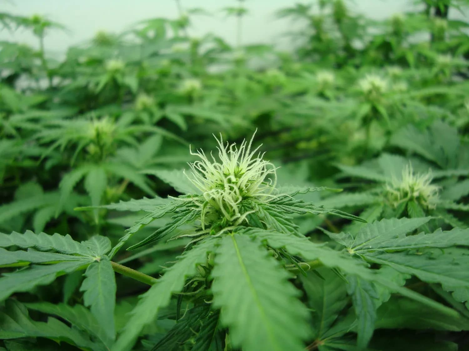 鬼针草：天然抗炎新星？