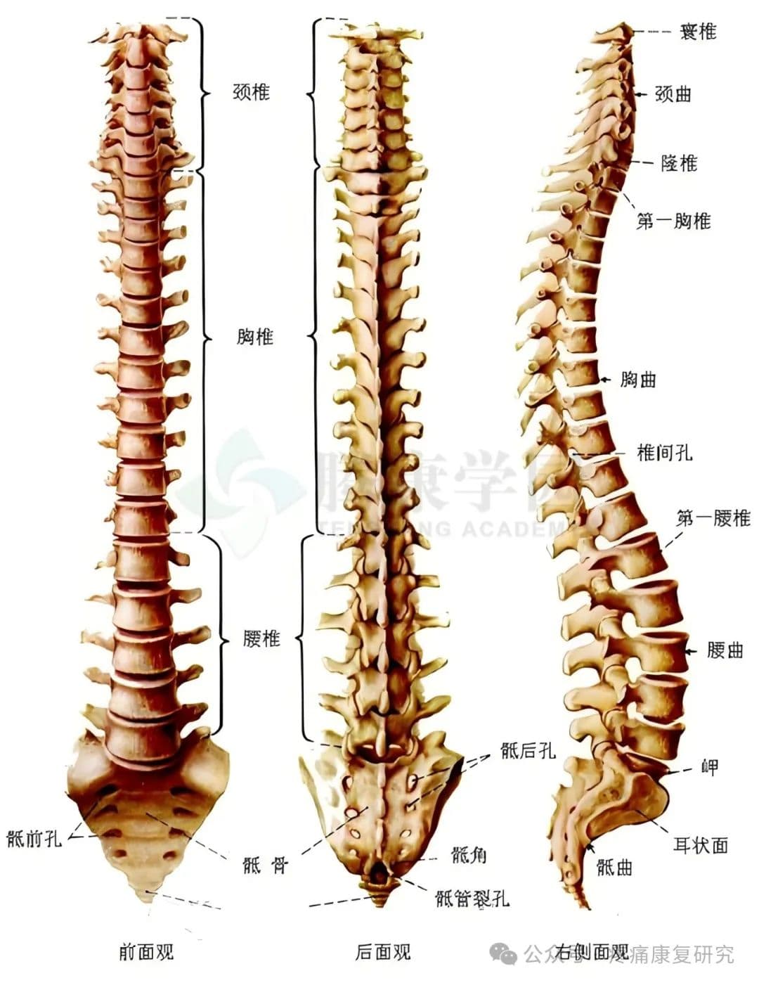 脊柱侧弯的危害、评估及 7 个康复训练动作