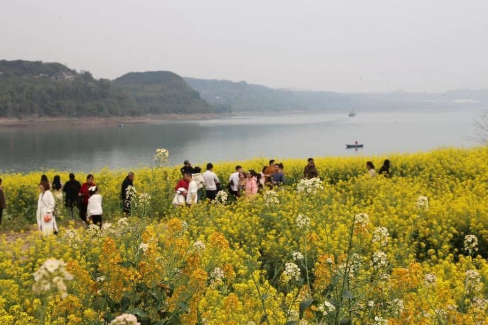 向着春天出发 重庆成赏花游全国热门目的地