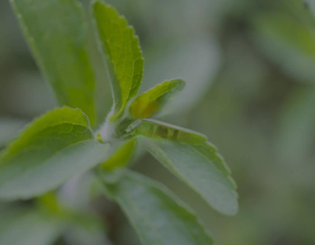 甜菊糖苷：天然无糖甜味的神奇之源