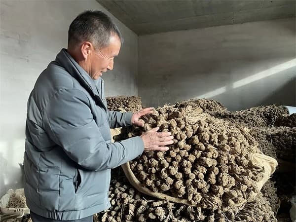 甘肃：以“道地、绿色、生态”为核心，推进中药材绿色标准化种植