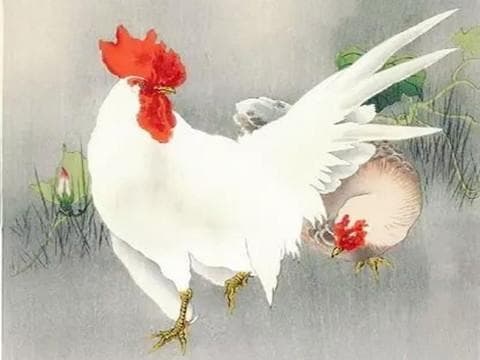 1957年属鸡人2024年运势男性，57年67岁属鸡男2024年每月运程怎么样