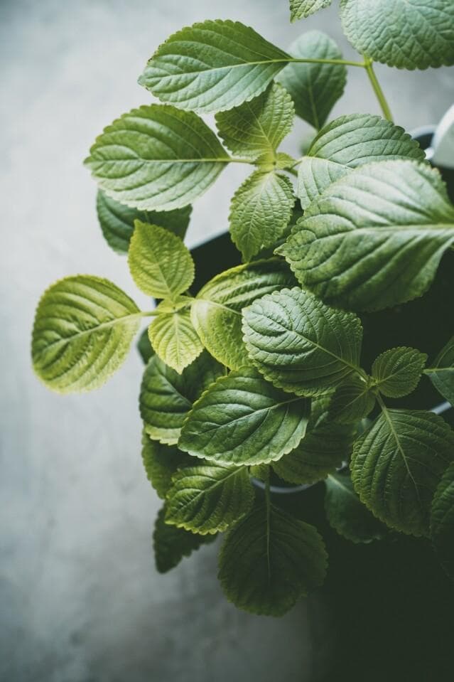 紫苏叶功效与食用指南：从缓解胃肠道不适到增强免疫力