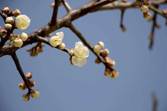 春分时节养生指南：推荐两款药膳，助力健康度春