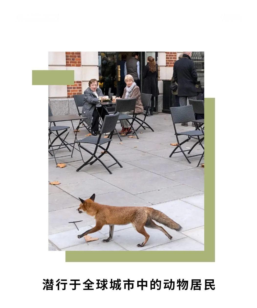 从狒狒“劫车”到海鸥定时觅食：城市化下动物行为之变