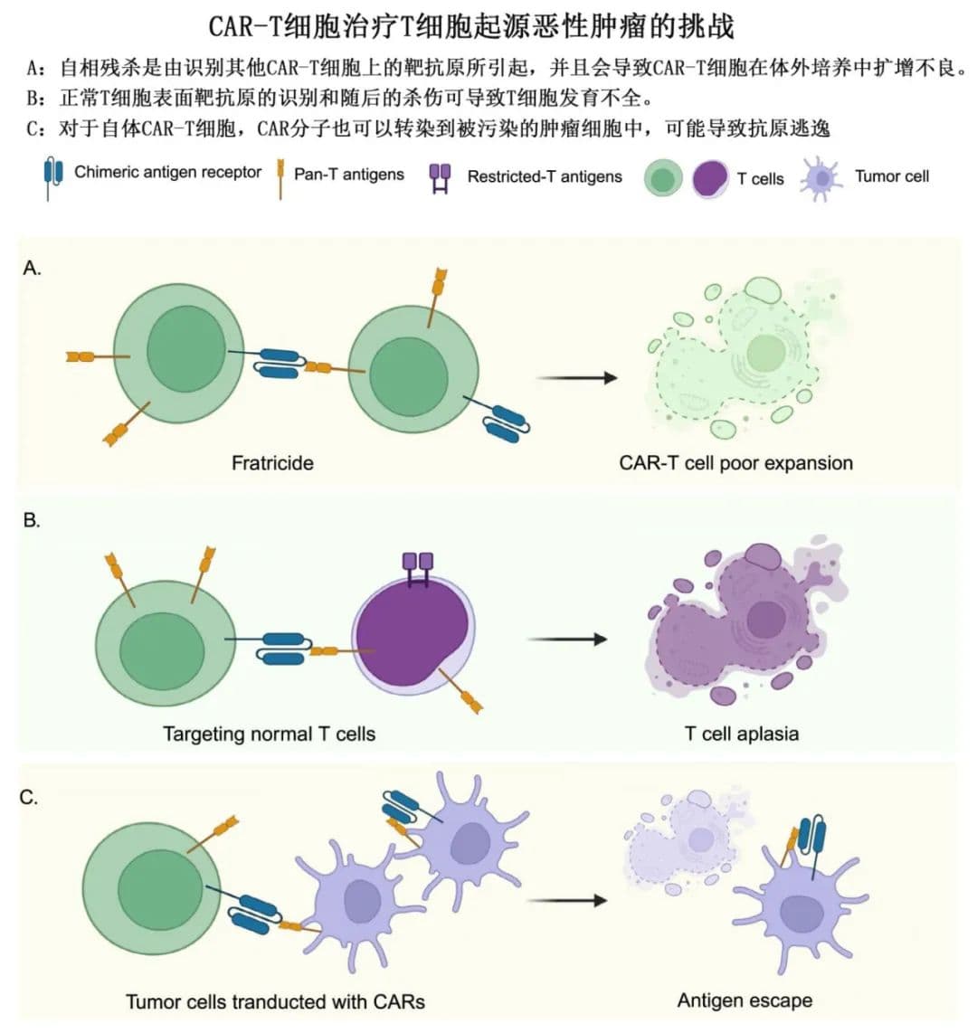 CAR-T治疗T细胞血液肿瘤的挑战和解决策略
