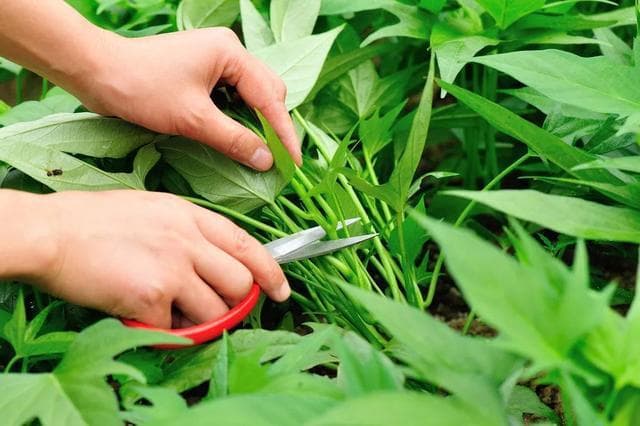 5种让你很会拉屎的蔬菜，堪称“肠道拖把”！隔三差五吃，肠道滑溜溜、便秘也绕道走