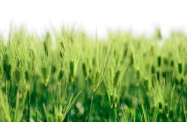 小麦种植技术全攻略：从选种到收获的关键环节详解