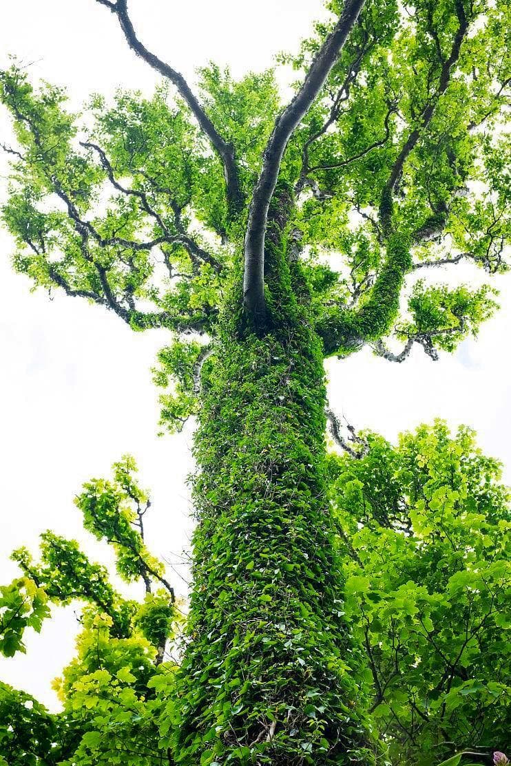 乙木：藤萝系甲同样可以参天，让你从更多维度认识乙木，非常实用