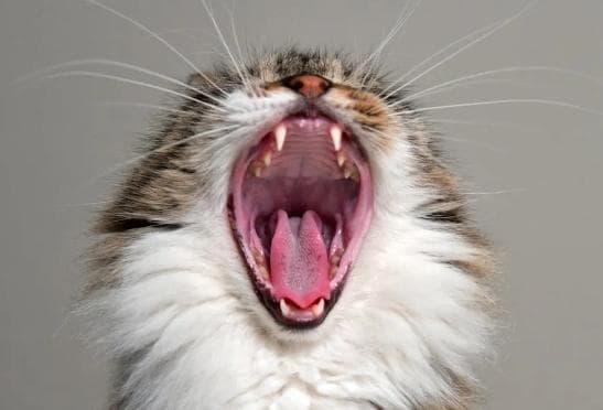 猫哈人是什么意思？解读猫咪独特的行为密码
