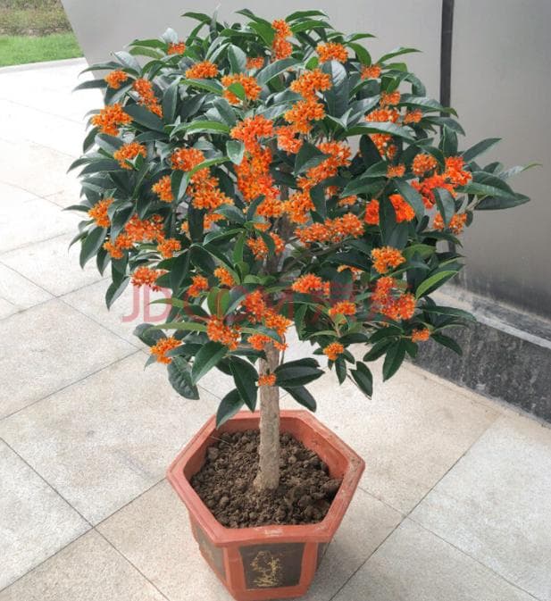 怎样养好桂花树（详解桂花树栽培技术）