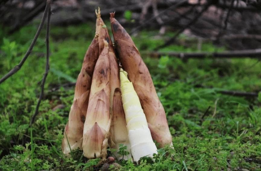 竹笋虽美味，但这三类人不宜食用，五种食物不宜同食