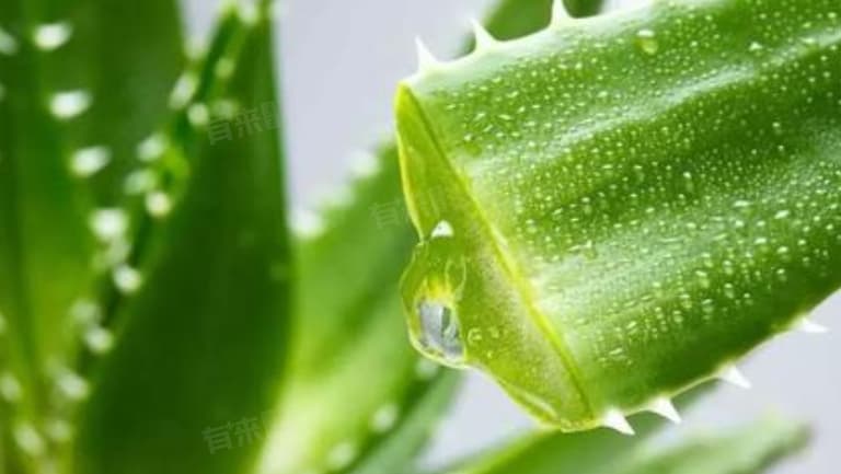 芦荟膏的功效与作用对皮肤的作用