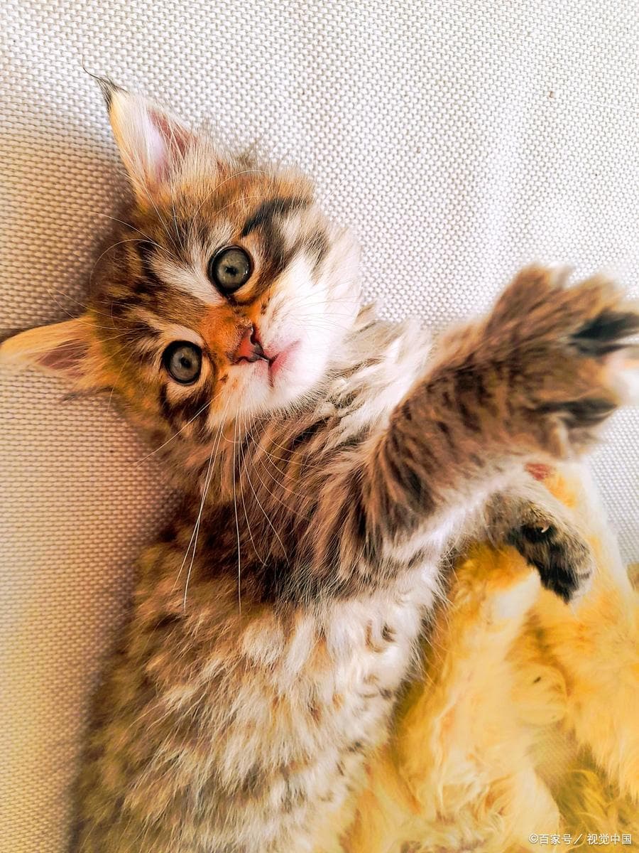 猫咪主动卧你身上，背后含义大揭秘