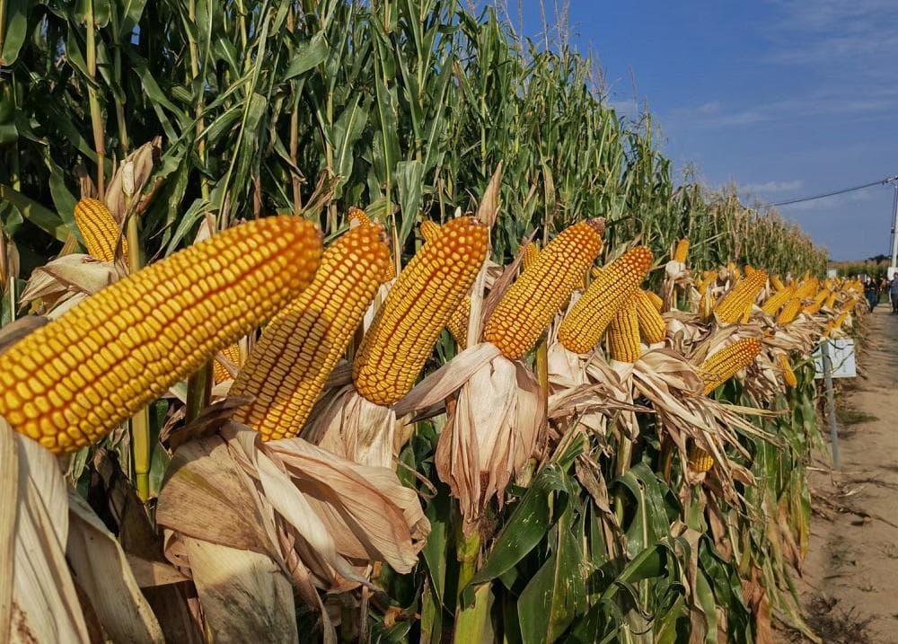 研究提出实现夏玉米稳密增产栽培调控策略