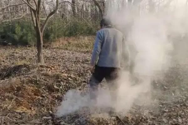 春季果树病虫害防治与管理要点