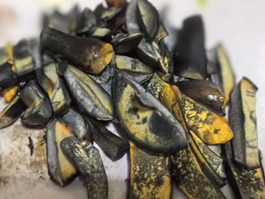 好吃吗？昆明种出全国首个人工培育见手青，一年四季都能采