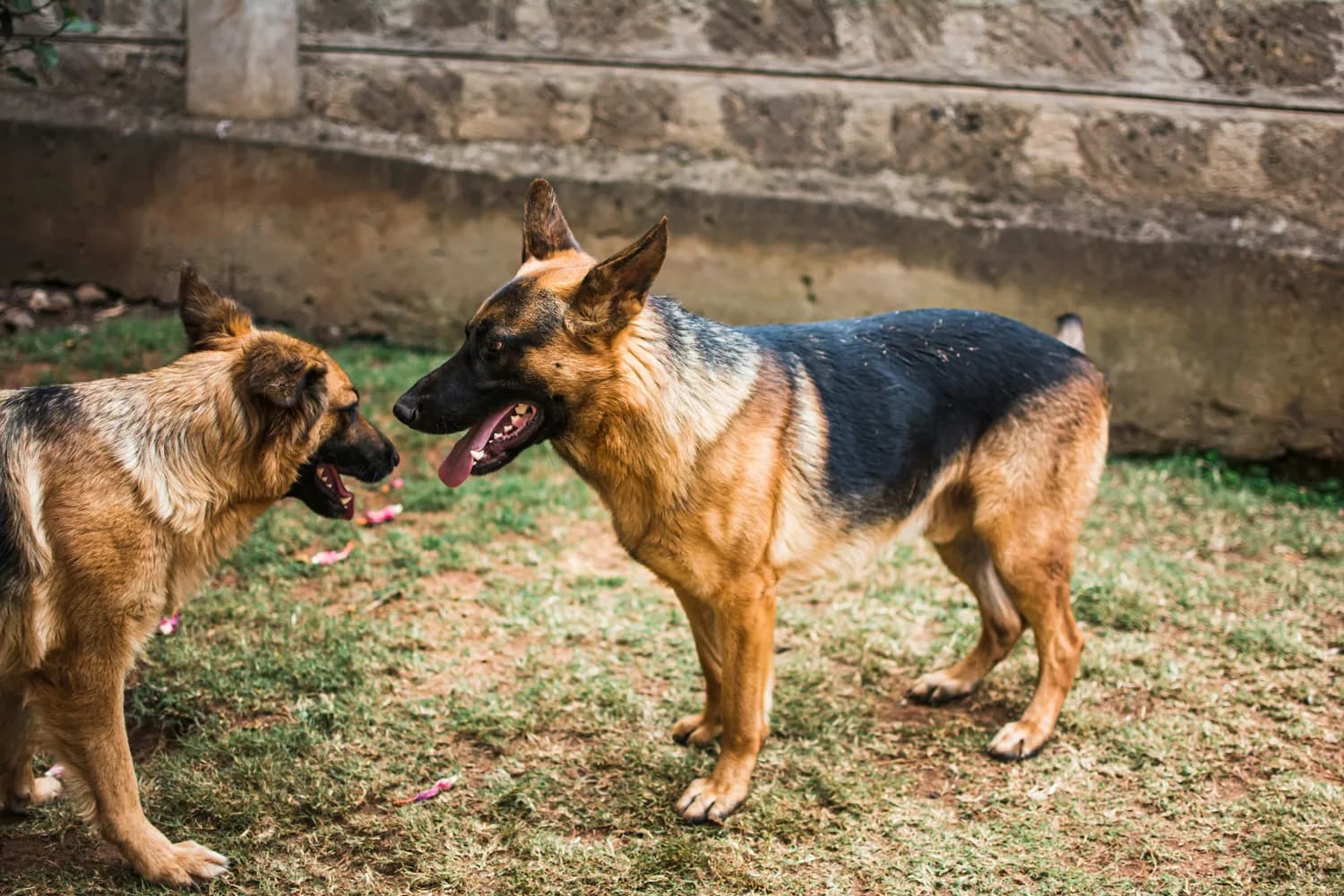 科学喂养德国牧羊犬，专家教你这样做！