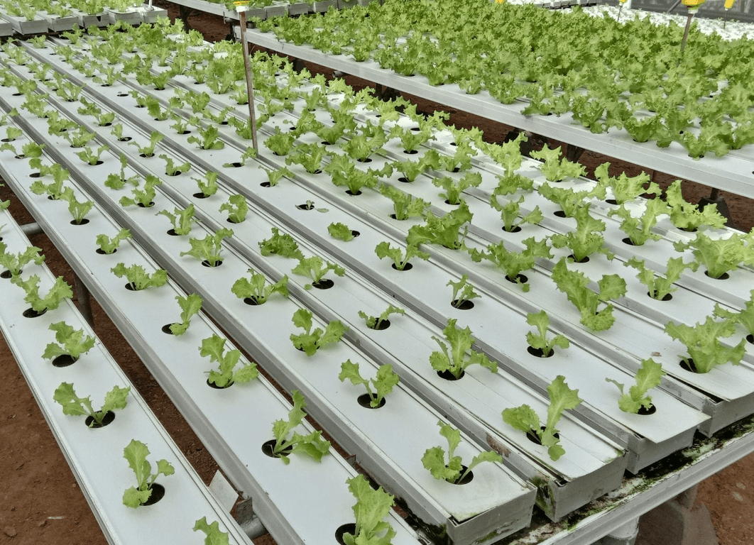 管道水培种植生菜：从系统构建到收获管理的全面指南