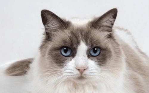 猫咪的情感世界：如何预防猫咪因为主人长时间离开而抑郁