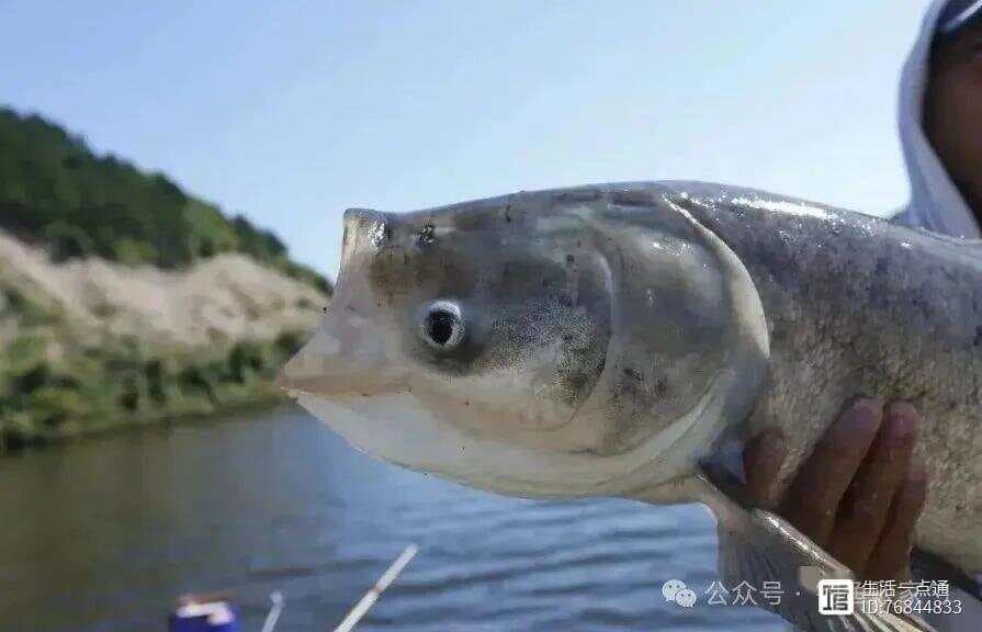 钓鲢鳙的黄金法则：掌握这几点，让你钓鱼不再难！