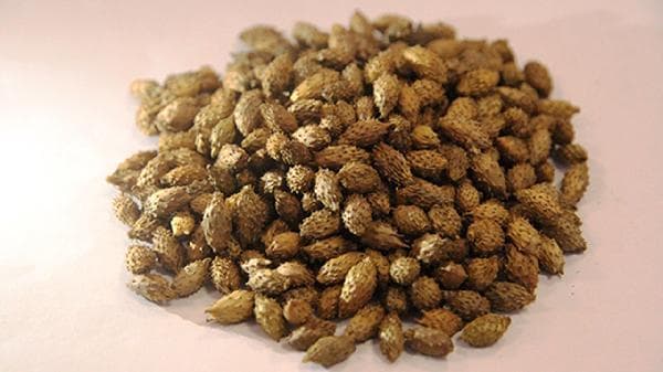 苍耳子泡水喝有用吗？功效与风险全解析