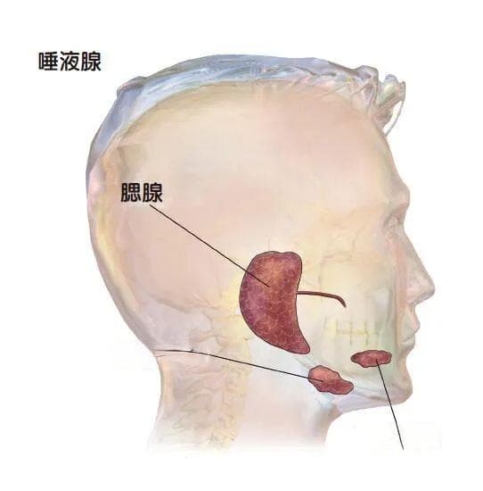 平凡而珍贵无比的唾液