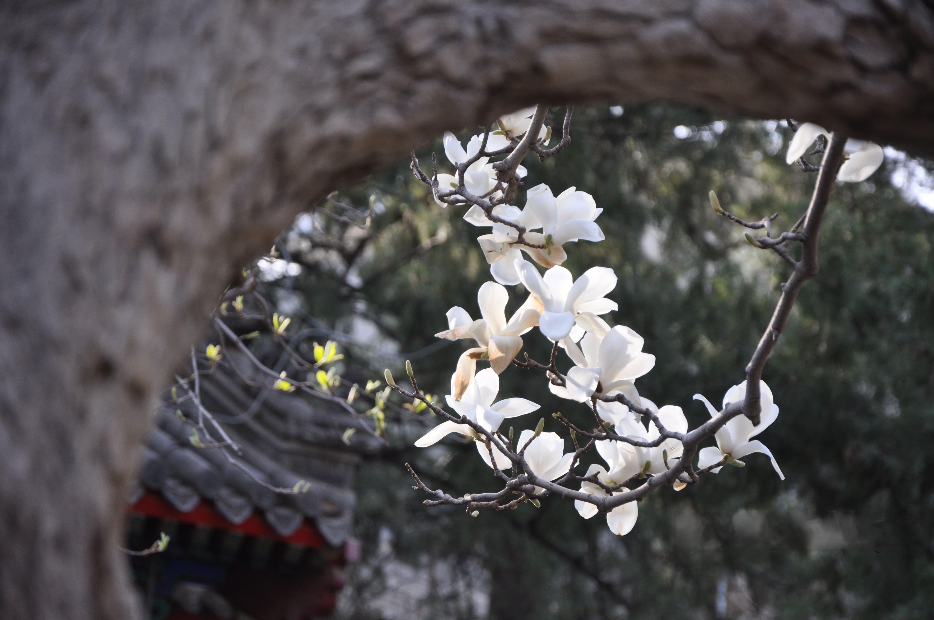 禅茶与寺庙