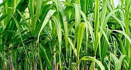 甘蔗的生长习性和生长环境条件（探究甘蔗的生长过程和适宜种植条件）