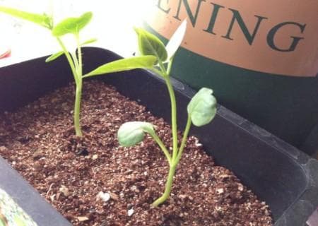 茉莉花种子发芽开花秘籍大公开！让你的阳台秒变芬芳花海！