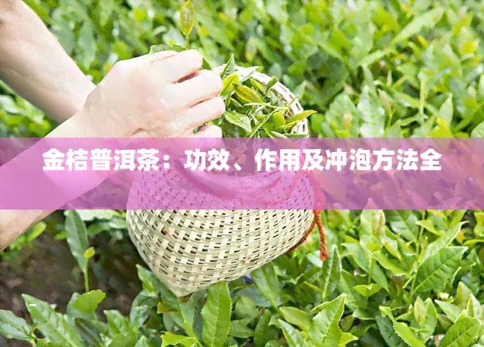 金桔普洱茶：功效、作用及冲泡方法全解析