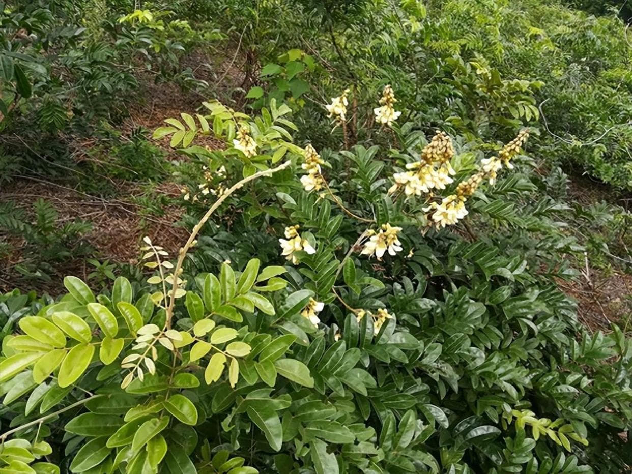 大名鼎鼎的牛大力：从形态特征到药用价值的全面解析