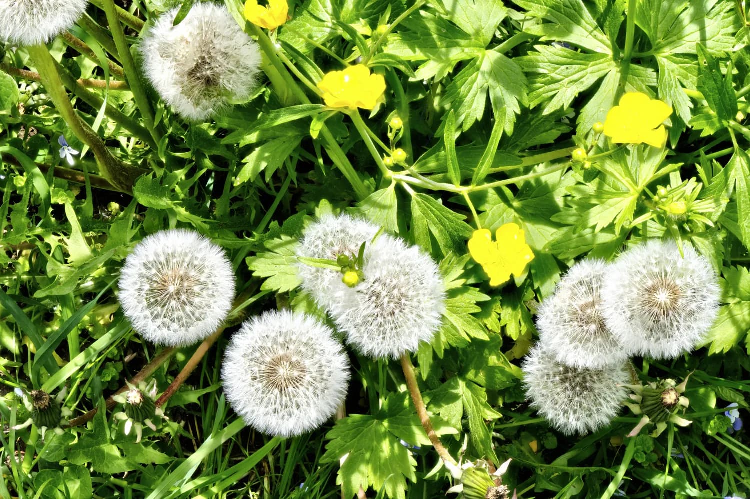 痔疮救星：黄柏、槐花、蒲公英哪家强？