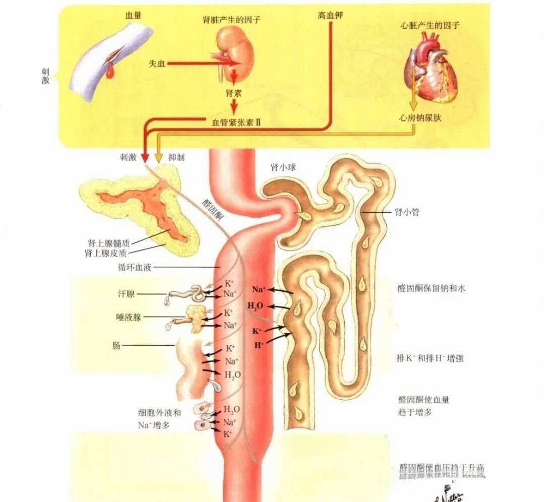 【生理学】醛固酮的功能及其分泌的调节机制