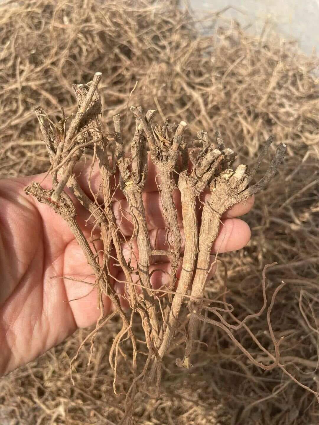 【中药材科普】每天认识一味中草药-柴胡