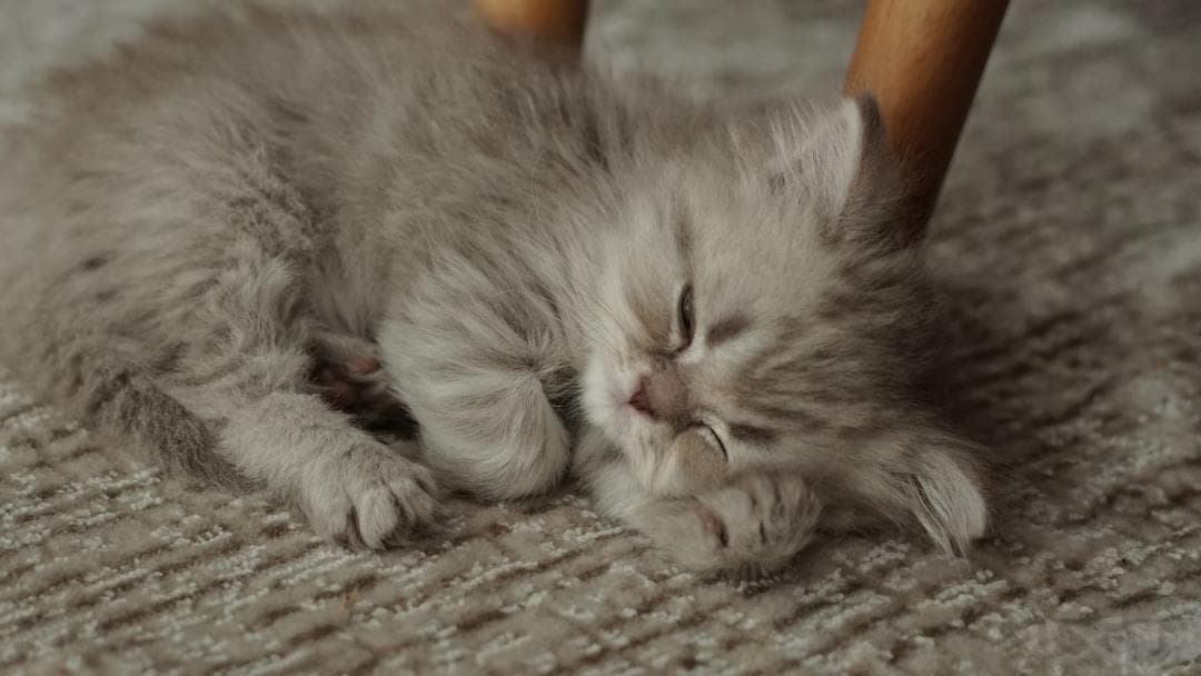 小奶猫护理要点：营养、保暖与健康管理