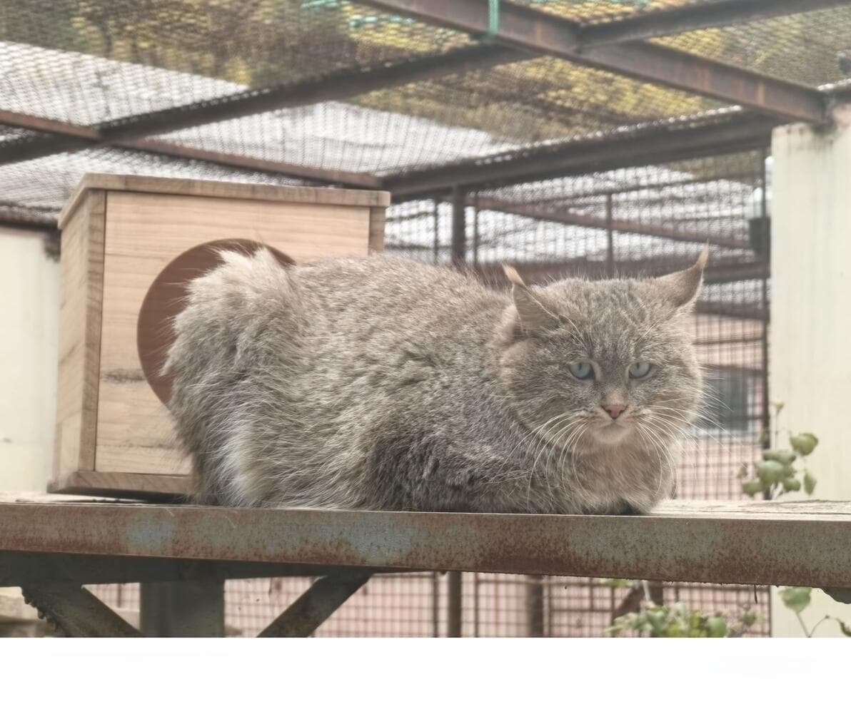 土猫？狸花猫？野猫？荒漠猫？豹猫？——关于什么是“中国本土猫”