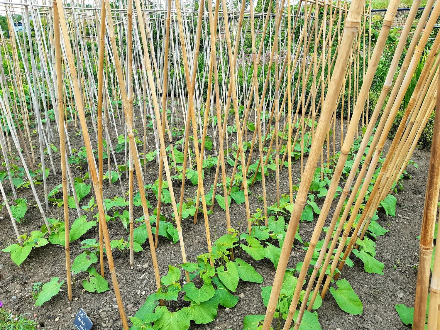 豆角高产秘籍：科学搭架让你一茬接一茬！