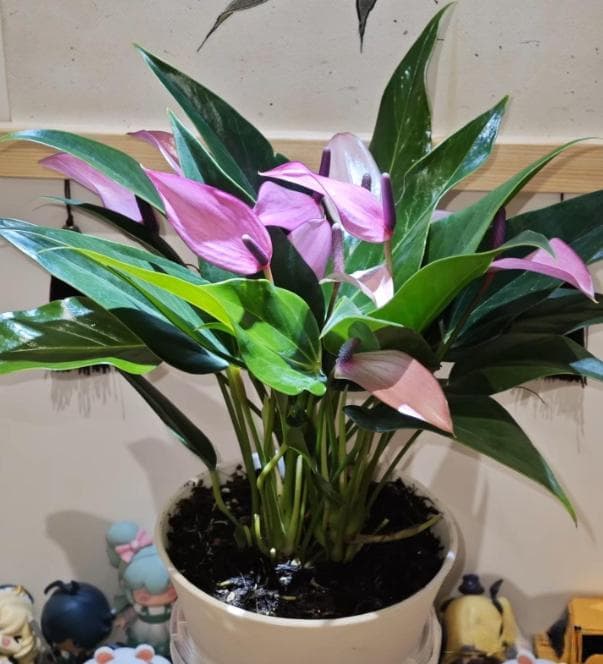 紫掌齐祖花：四季开花的秘诀，新手也能轻松养好它