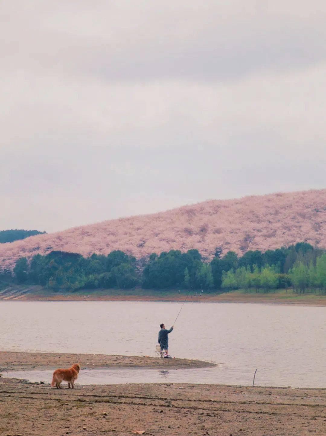 贵阳周边赏花地全攻略：樱花、油菜花、桃花、杜鹃花最佳观赏指南