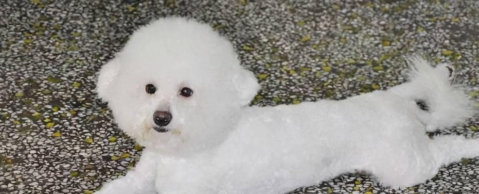 比熊犬禁食清单：15种常见食物或致命