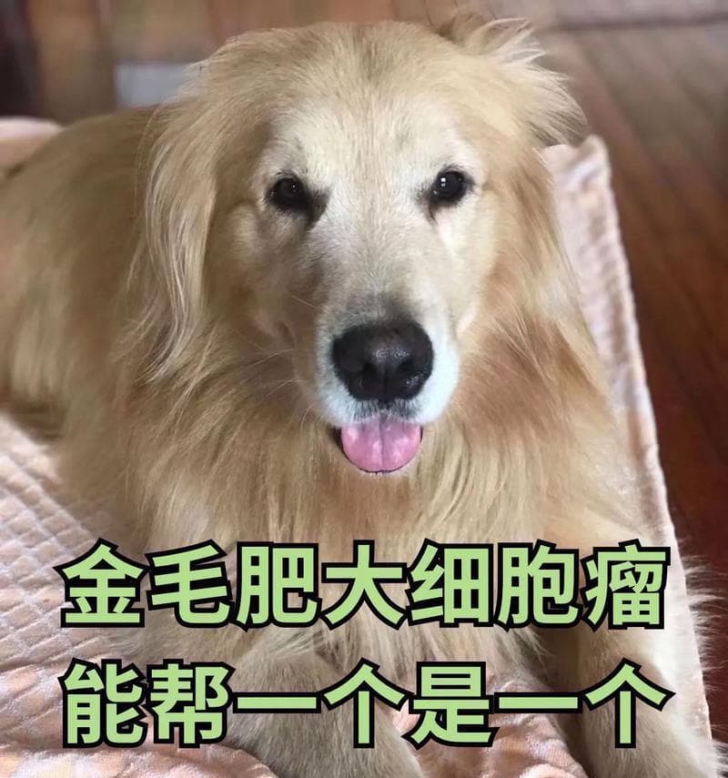 狗狗拉血呕吐的原因及预防措施（保护狗狗健康，远离拉血呕吐的困扰）