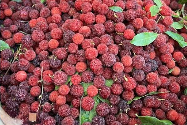 杨梅树苗几月份种最好？