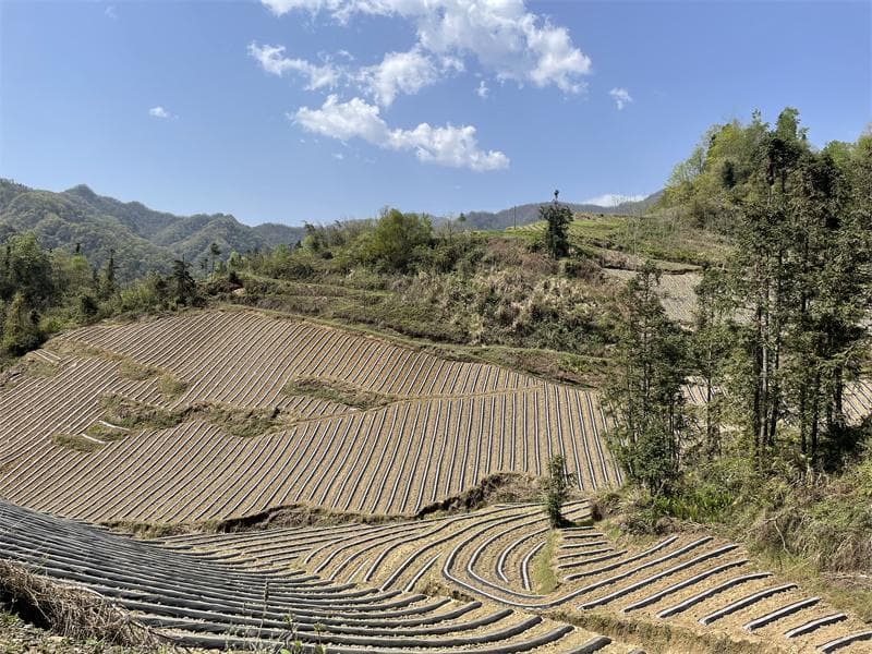 湖北竹溪：跑出烟草农业现代化建设“加速度”