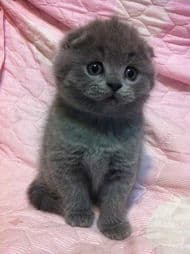 蓝猫折耳寿命：宠物健康关注点