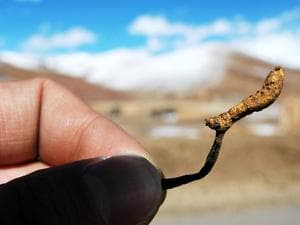 金水宝片含虫草素等，主治肾虚精亏需遵医嘱