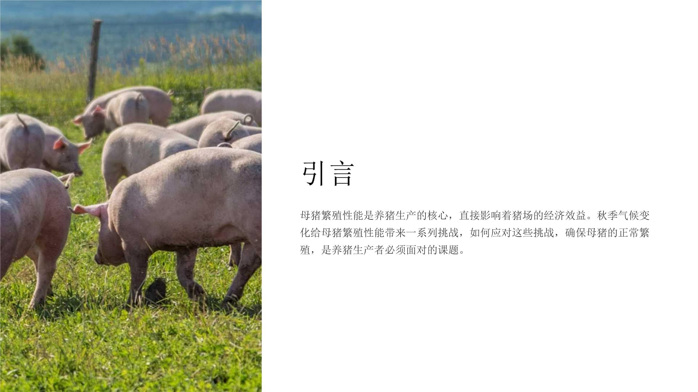 秋季对母猪繁殖性能影响的全面解析