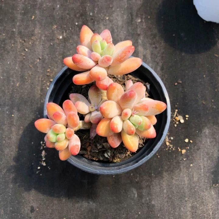 8种多肉植物养护指南：从光照到浇水的全方位详解
