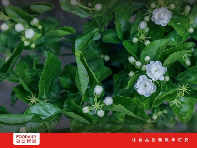 生产全球60%的茉莉花：广西小城离"世界花都"还有多远？